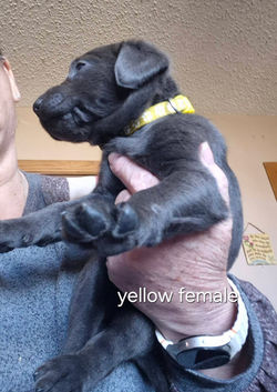 yellow female