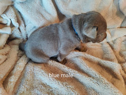 blue male