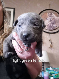 light green female