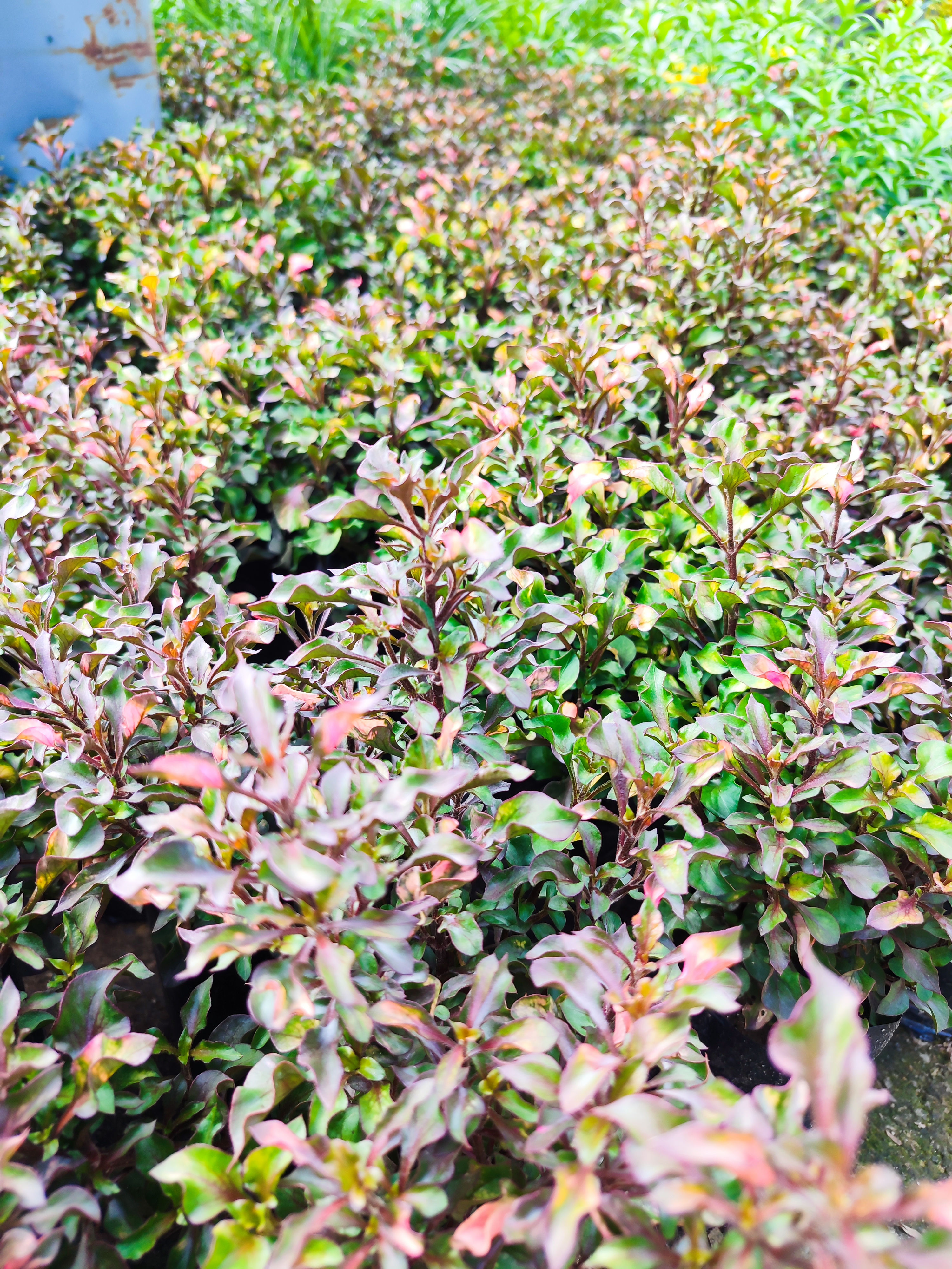 Té de jardín