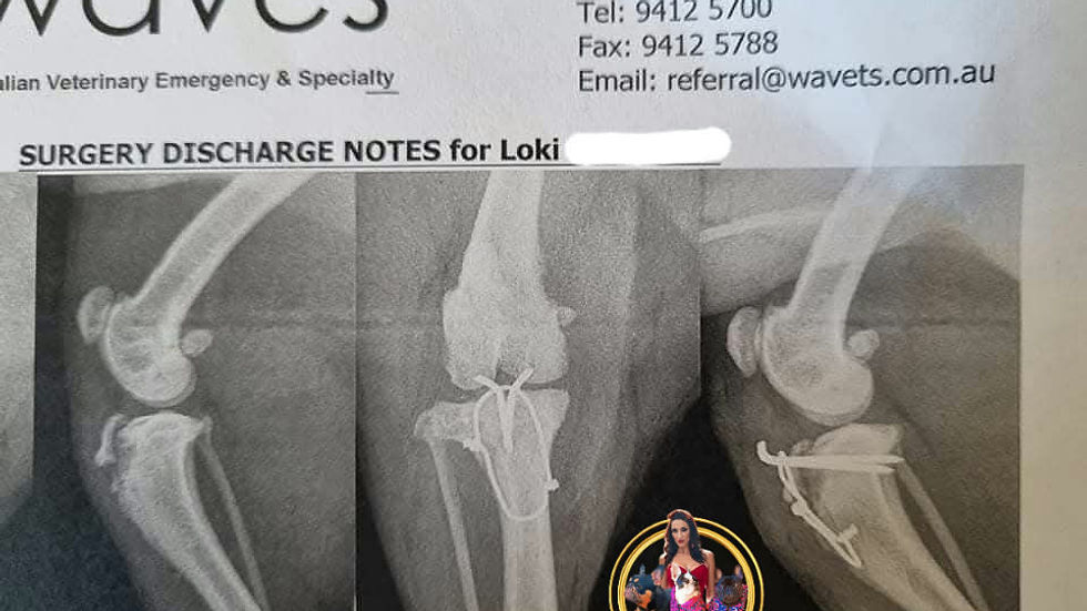French Bulldog Tibial Crest Avulsion growth plate injury and repair on our stud Mightyburns Loki at 4.5 months old.