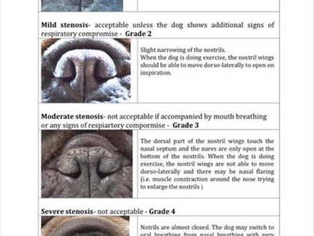 Nasal stenosis.