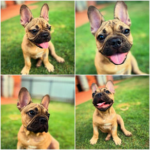 Finding Healthy French Bulldog Puppies in Perth
