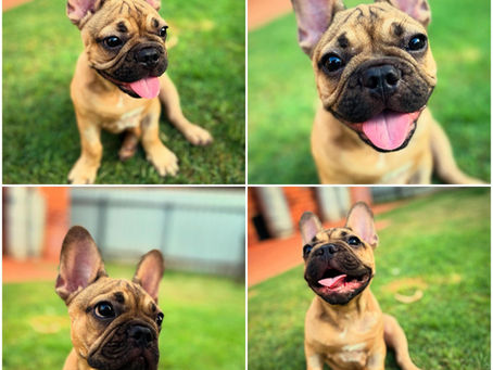 Finding Healthy French Bulldog Puppies in Perth