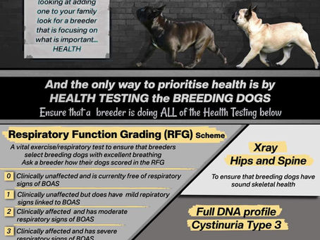 🐾French Bulldog Health Testing Explained