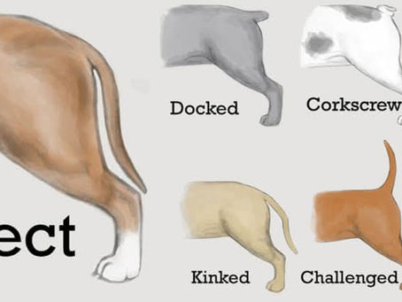 French Bulldog tail prevalence
