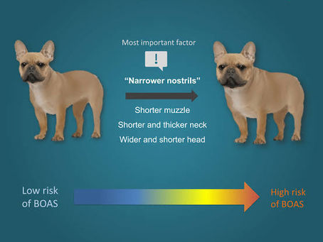 NECK GIRTH RATIO (NGR)