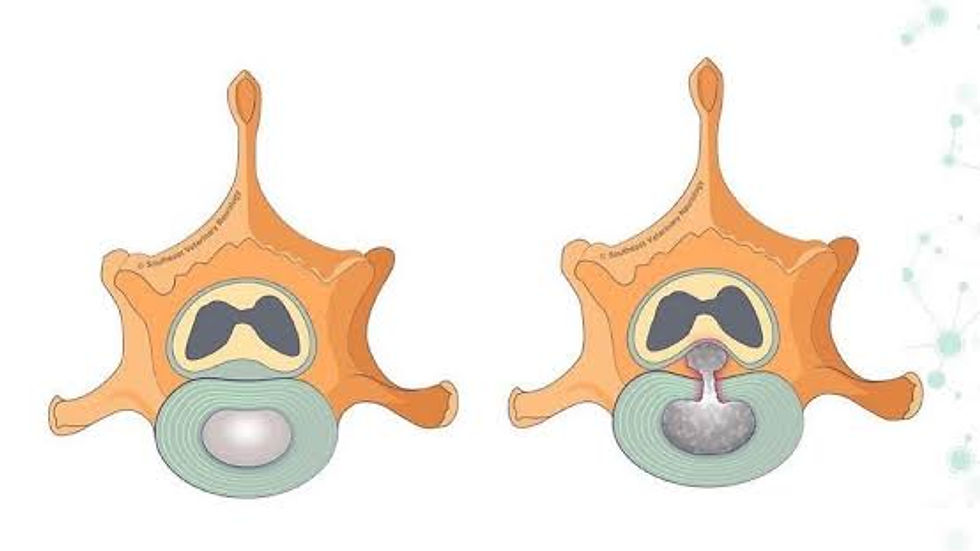 Understanding Chondrodystrophy (CDDY) in French Bulldogs: A Guide for Prospective Owners