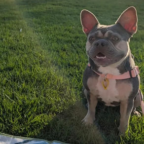 The Role of Genetic Testing in Puppy Health: Why It Matters for Your French Bulldog