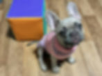 Happy French Bulldog puppy in a safe home environment