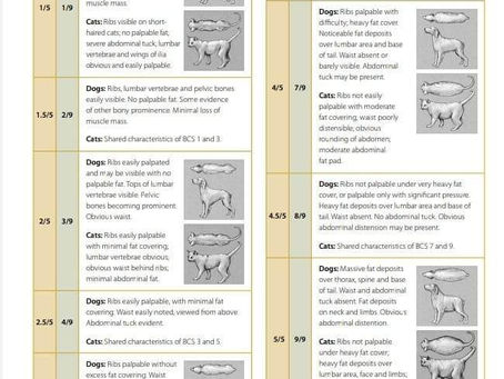Body Condition Scores