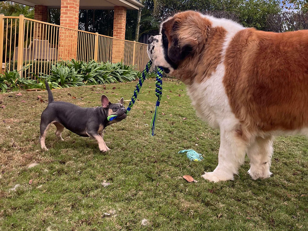 Healthy Mightyburns Bulls French Bulldog puppy playing in a backyard