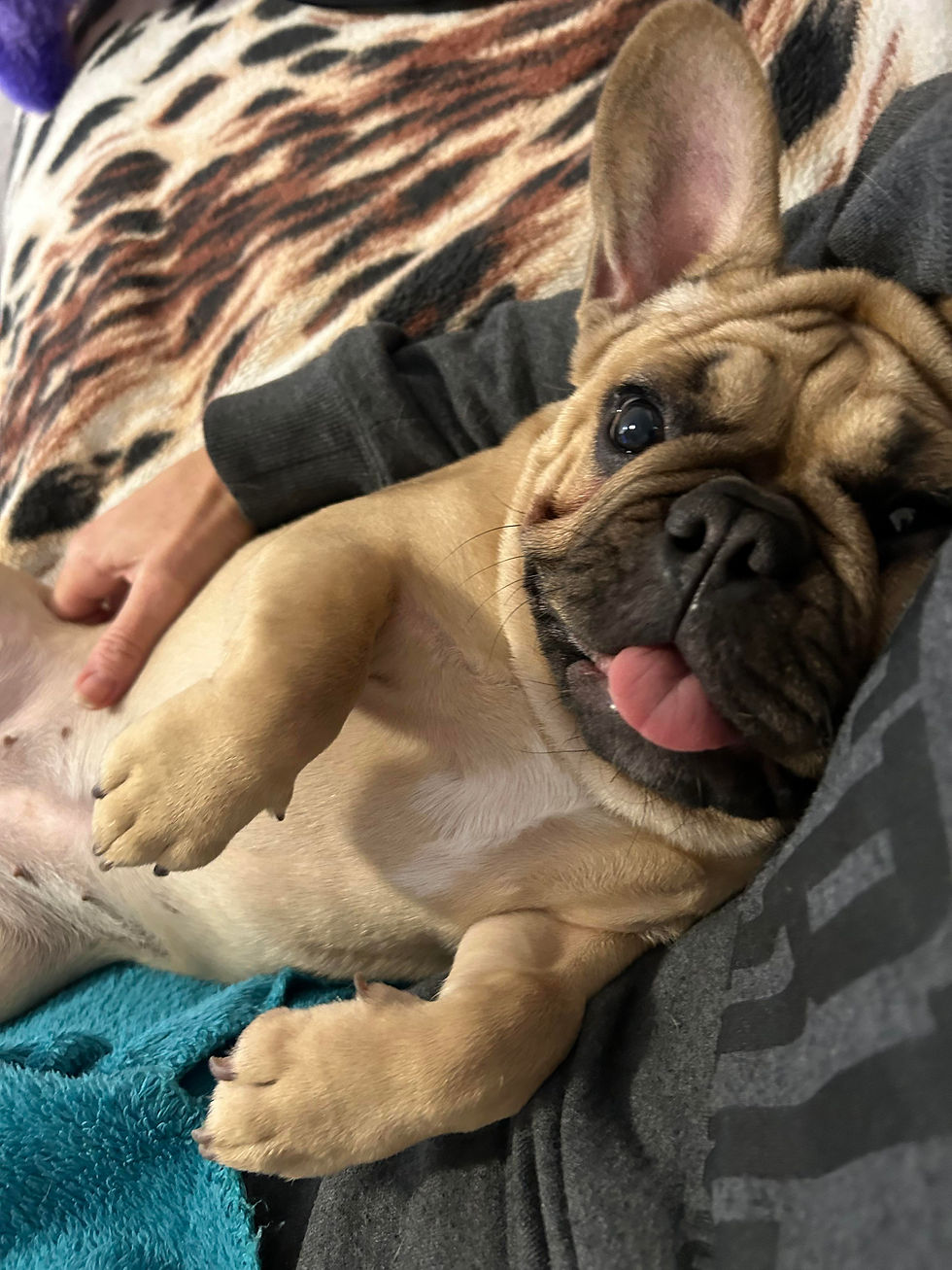 Content French Bulldog puppy resting comfortably at home