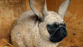 Read an Ebook (for free!) Week, March 4-10