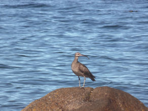 Zarapito - zarapito trinador