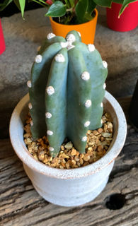 cottontail コットンテイル 藤沢 本町 藤沢駅 湘南 花 観葉植物 グリーン エクステリア 庭工事 外構工事 ガーデニング おしゃれ レンタル リース 寄せ植え ギャザリング ブリコラージュ エアプランツ 珍奇植物 ビカクシダ コウモリラン アデニウム 塊根 チランジア デザイン 設計 施工 多肉 柱サボテン 鬼面角