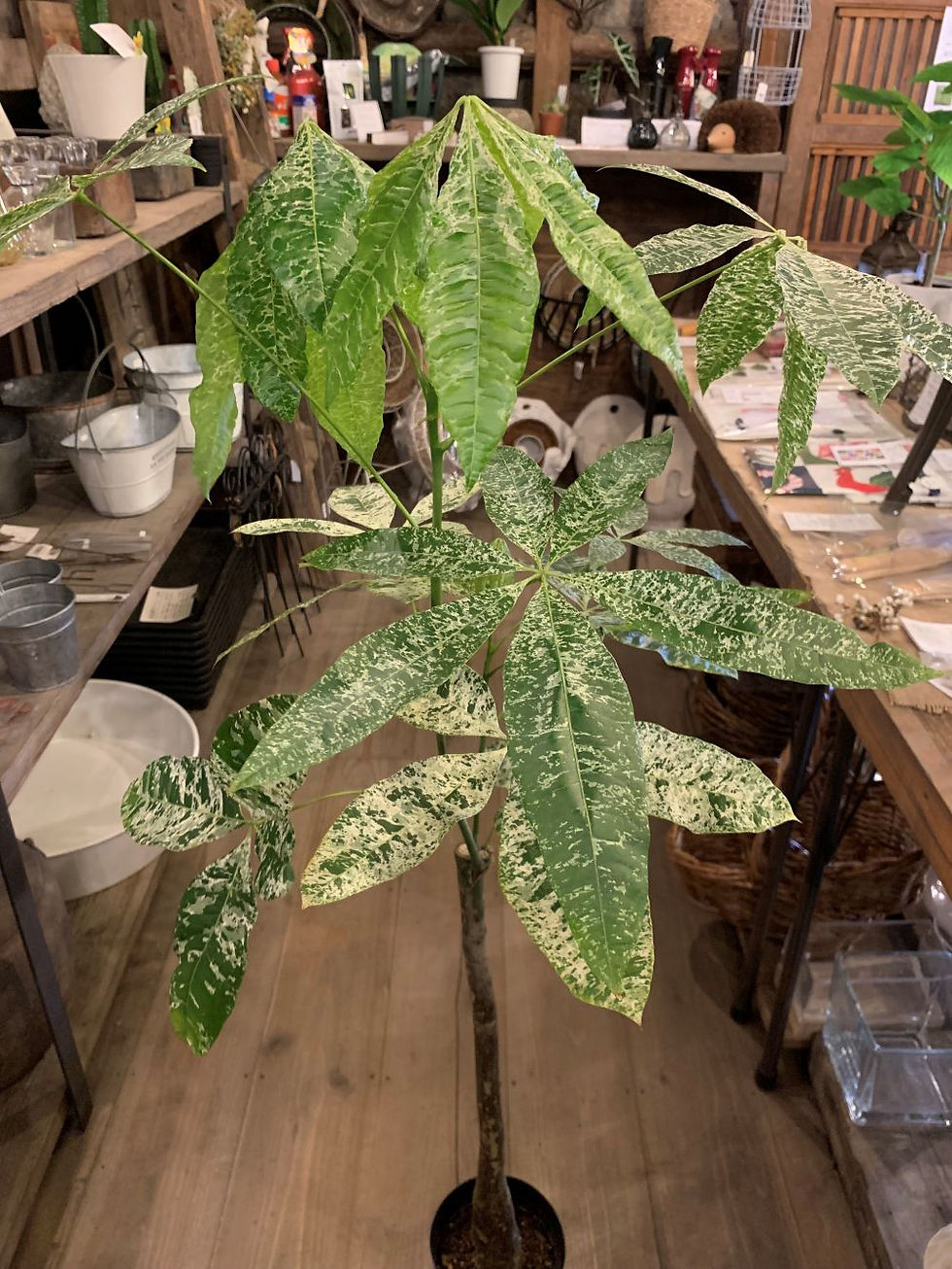 cottontail　コットンテイル　藤沢　本町　藤沢駅　湘南　花　観葉植物　グリーン　エクステリア　庭工事　外構工事　ガーデニング　おしゃれ　レンタル　リース　寄せ植え　ギャザリング　ブリコラージュ