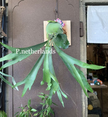藤沢本町近く　藤沢駅近く　ビカクシダやコウモリランはコットンテイル　種類はアルシコルネやネザーランド、ベイチー（ビーチ）にグランデやワンダエ、他にはホワイトホワイトホークやウィリンキーがある時も。その時々で在庫は変化しますのでご了承ください。