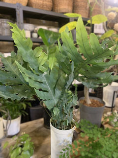 cottontail　コットンテイル　藤沢　本町　藤沢駅　湘南　花　観葉植物　グリーン　エクステリア　庭工事　外構工事　ガーデニング　おしゃれ　レンタル　リース　寄せ植え　ギャザリング　ブリコラージュ　エアプランツ　珍奇植物　ビカクシダ　コウモリラン　アデニウム　塊根　チランジア　デザイン　設計　施工　多肉　フレボディウム　ブルースター