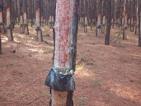 Controle da Resinagem