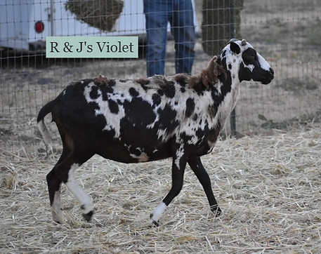 R and J Violet_edited.jpg