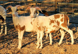 buckshot and gunslinger