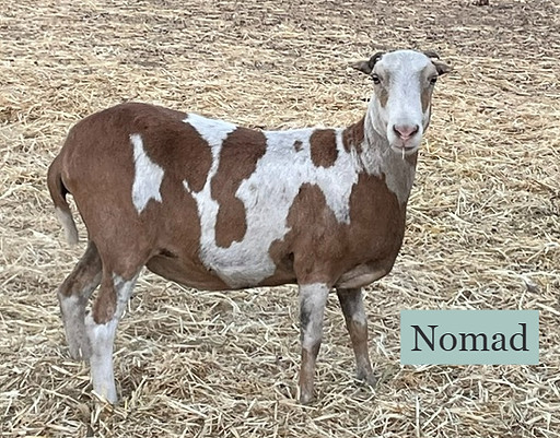 Nomad_edited.jpg