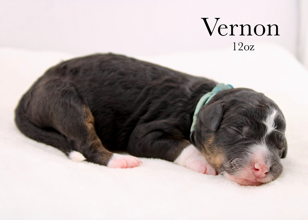 newborn