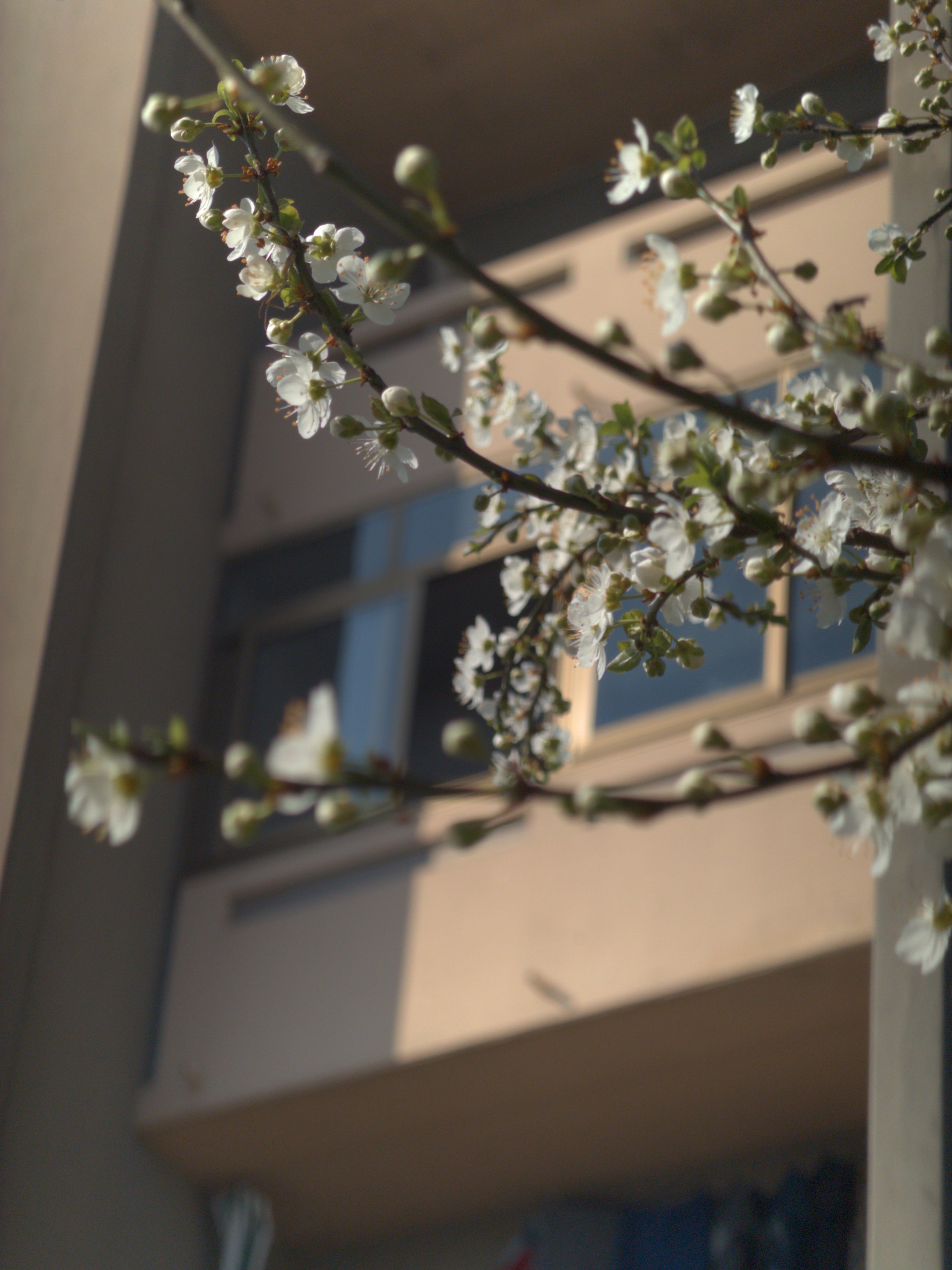 Joepanther62 - Primavera