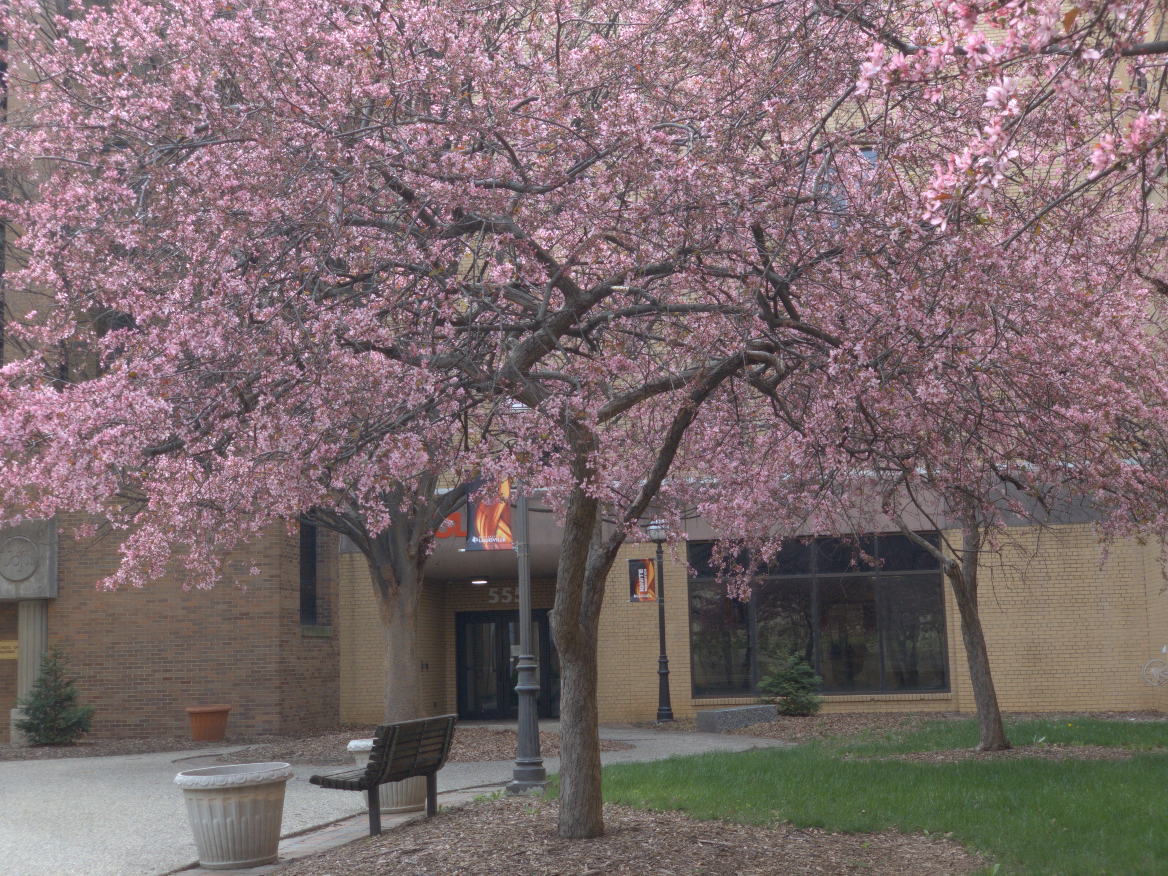 Sisyphicarus - Spring Blooms in Louiville