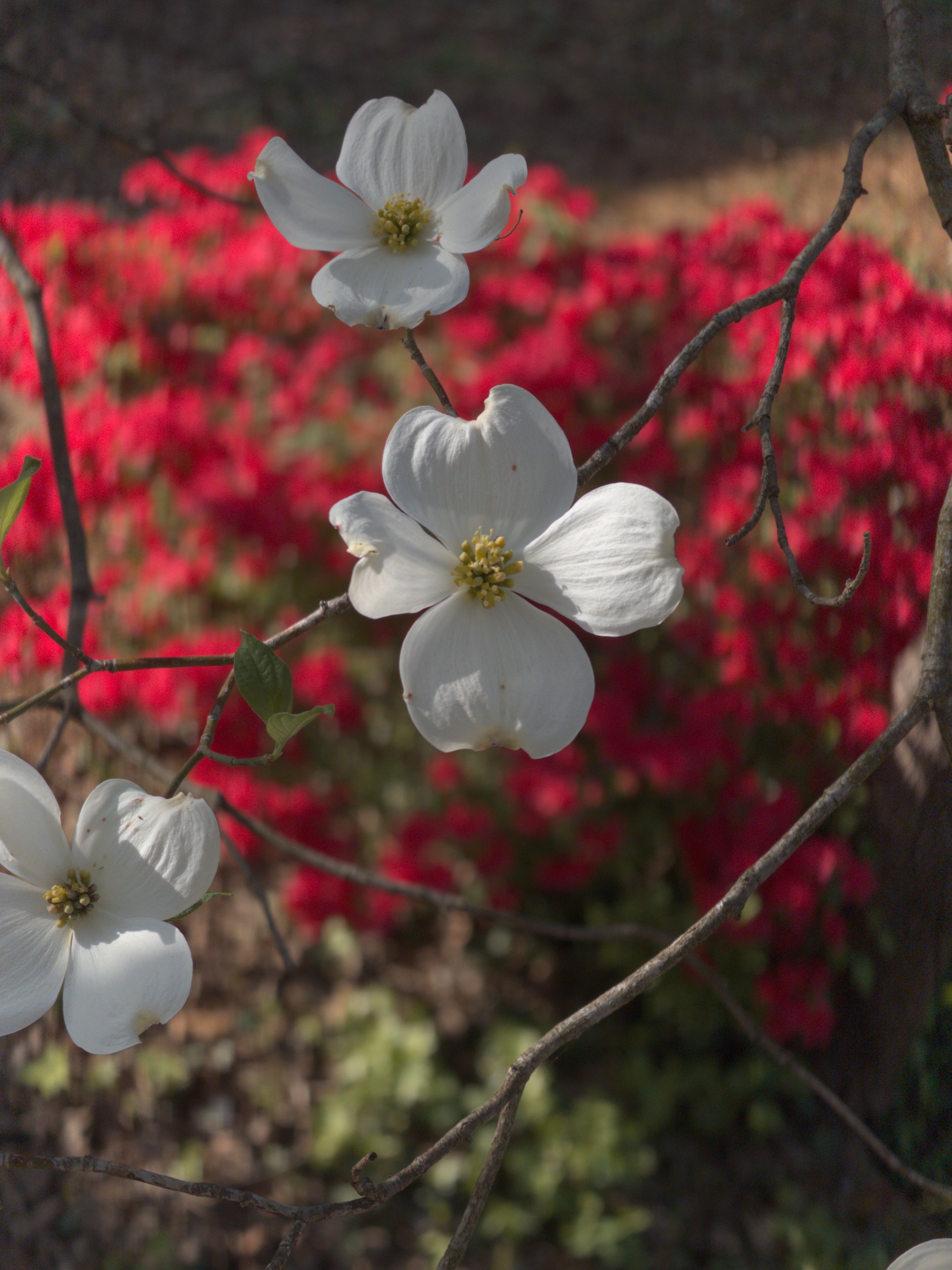 Wolfy - Spring has sprung