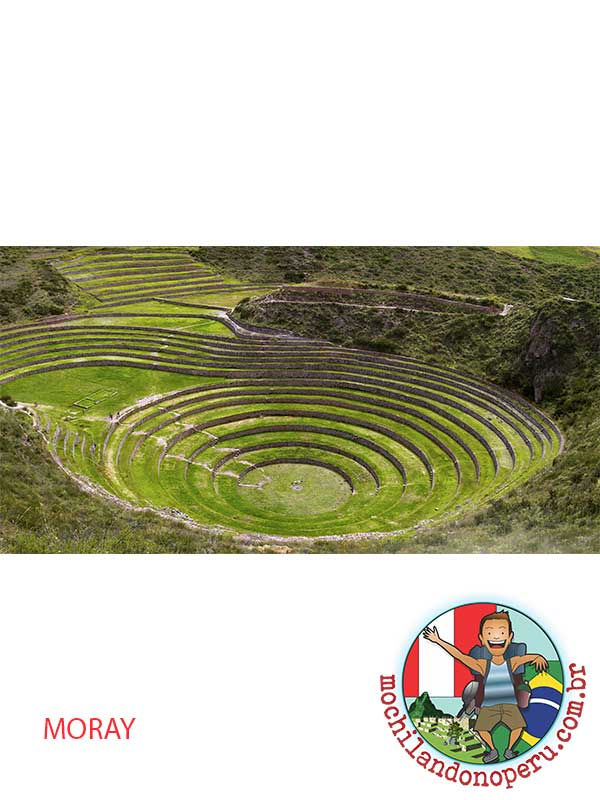 Miniatura: MARAS - MORAY