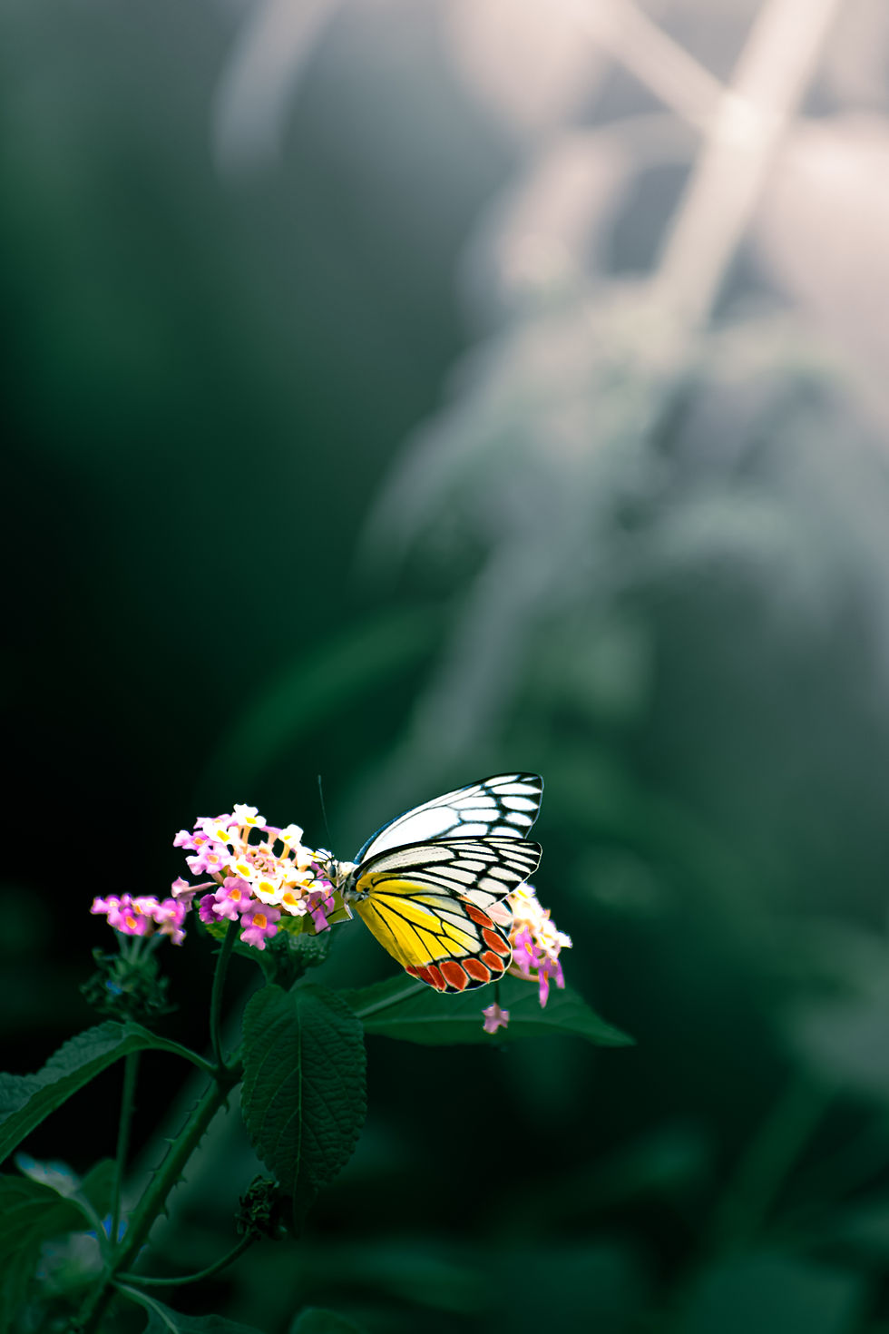 Delicate Wings