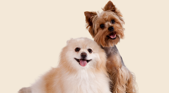 Dog training