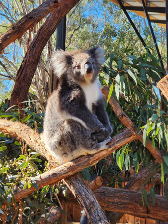 Koala sitting in tree branches at Cleland Wildlife Park on the Adelaide Hills Tour