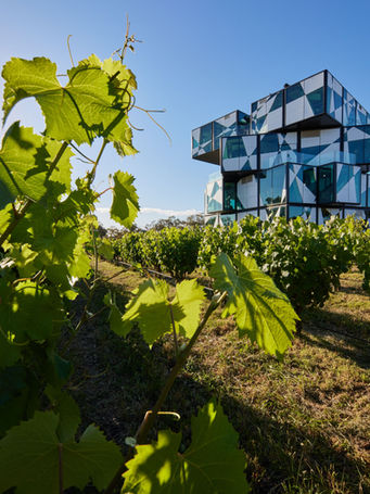 d'Arenberg cube sitting above green vines on a McLaren Vale winery tour on the Fleurieu Peninsula, South Australia must see destination