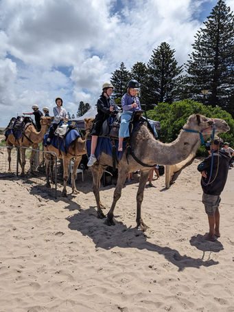 3 camels being lead along the Victor Harbor beach on the Fleurieu Peninsula