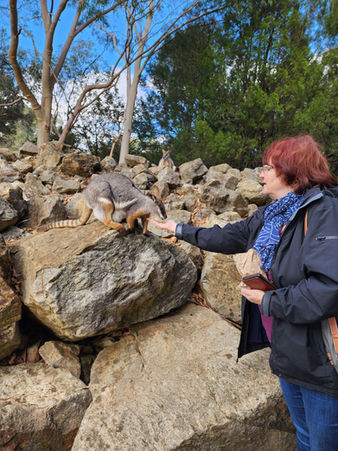Woman feeding the Yellow-Footed Rock Wallabies at Cleland on the Adelaide Hills Day Trip