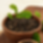 Organic Premium Leaf Tea