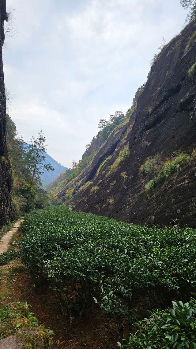 Gorgeous photo of more tea plants in Wuyi (courtesy WuyiStar)