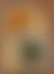 5th Steep coming in Dark orange