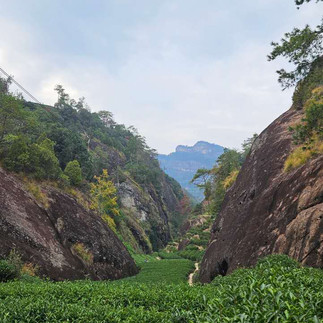 A tea Plantation in WuyiShan (courtesy WuyiStar)