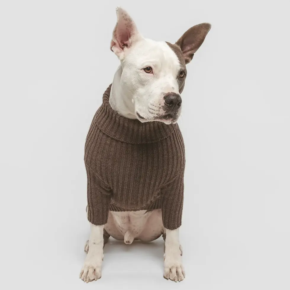Miniature : Pull pour chien — Moka