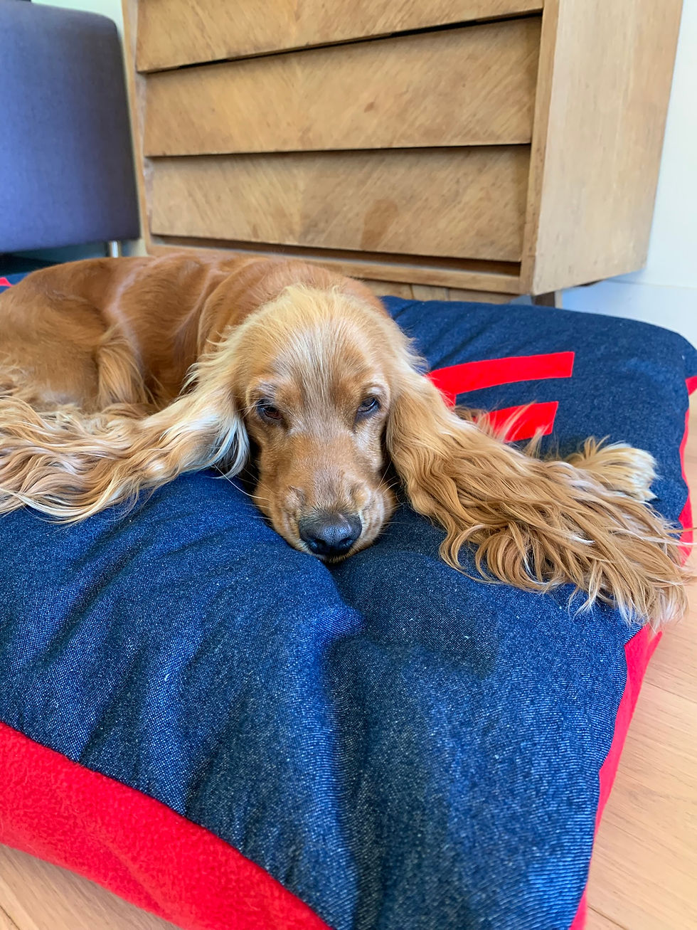 Miniature : Coussin pour chien — Woof
