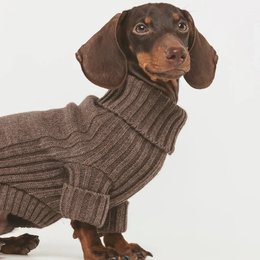Pull pour chien Moka