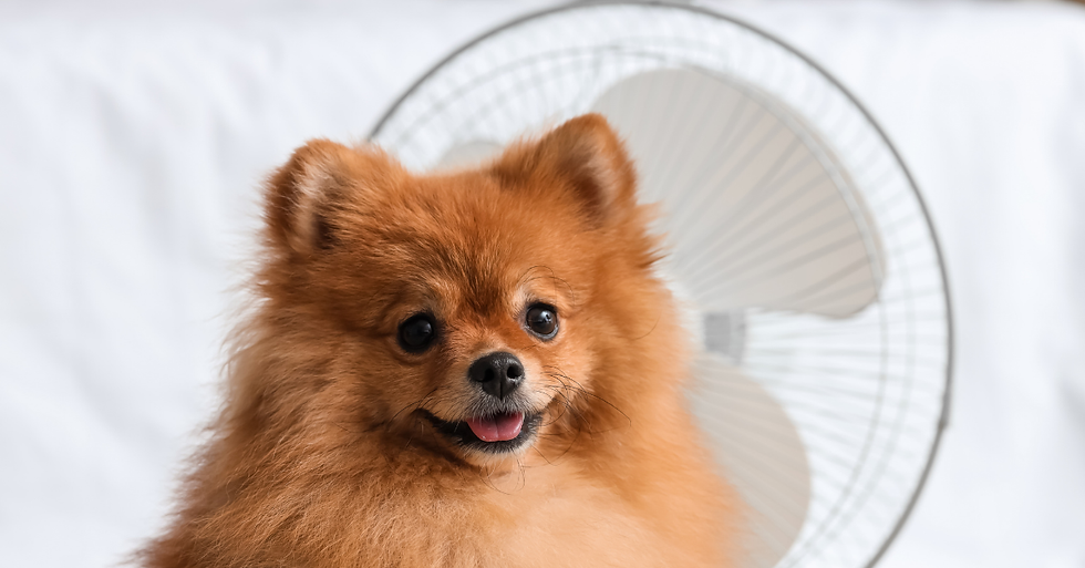 Chien et canicule : garde ton dog au frais