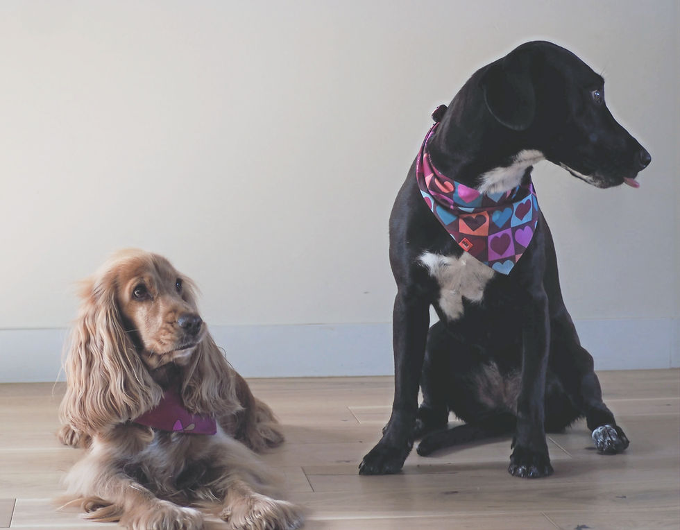 un cocker et un braque qu porte un bandana