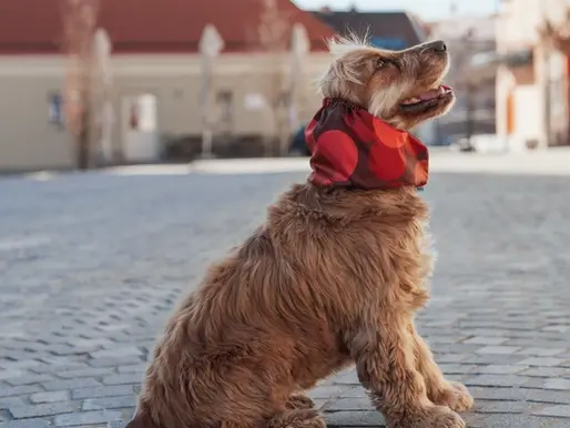 Cocker portant un snood imperméable DOG À PART pour protéger ses oreilles tombantes