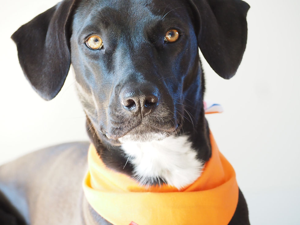 Chien braque allemand qui porte un bandana orange
