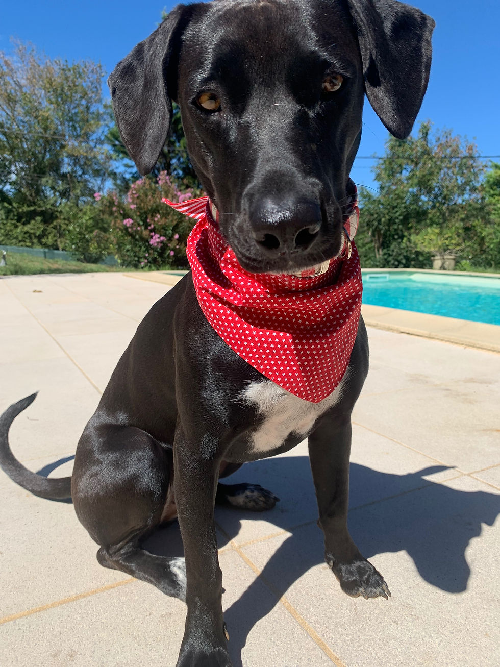 Miniature : Bandana réversible à nouer pour chien — Rayé rouge et étoiles